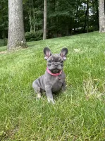 Sena, a female French Bulldog for sale in Sugarcreek, OH – 1 of 8