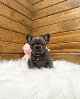 Nicole, a female French Bulldog for sale in Sugarcreek, OH – 4 of 5