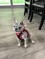 Leo, a male French Bulldog for sale in Sugarcreek, OH – 4 of 7