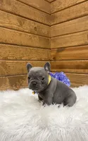 Tyson, a male French Bulldog for sale in Sugarcreek, OH – Photo 3 of 4