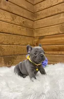 Tyson, a male French Bulldog for sale in Sugarcreek, OH – Photo 2 of 4