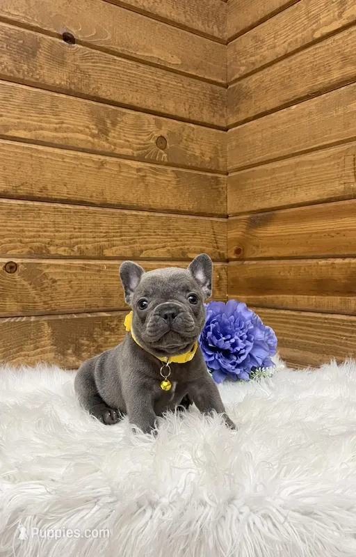 Tyson, a male French Bulldog for sale in Sugarcreek, OH – Photo 1 of 4