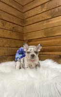 Kowen , a male French Bulldog for sale in Sugarcreek, OH – 2 of 5