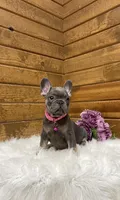 Hazel, a female French Bulldog for sale in Sugarcreek, OH – Photo 2 of 4