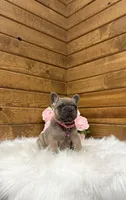 Molly, a female French Bulldog for sale in Sugarcreek, OH – 2 of 7