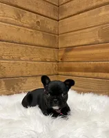 Xena, a female French Bulldog for sale in Sugarcreek, OH – Photo 4 of 4