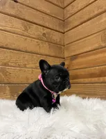 Xena, a female French Bulldog for sale in Sugarcreek, OH – Photo 3 of 4