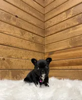 Xena, a female French Bulldog for sale in Sugarcreek, OH – Photo 2 of 4