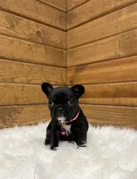 Xena, a female French Bulldog for sale in Sugarcreek, OH – Photo 1 of 4