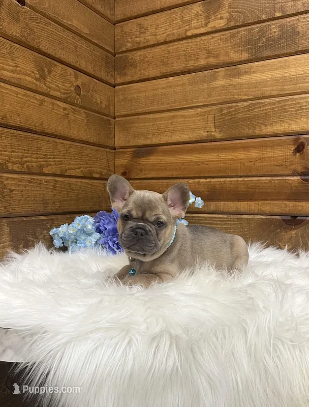 Milo – French Bulldog puppy for sale in Sugarcreek, OH