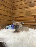 Milo, a male French Bulldog for sale in Sugarcreek, OH – Photo 1 of 4