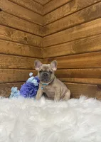 Milo, a male French Bulldog for sale in Sugarcreek, OH – Photo 2 of 4