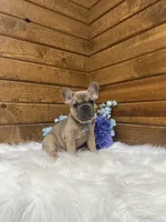 Milo, a male French Bulldog for sale in Sugarcreek, OH – Photo 4 of 4