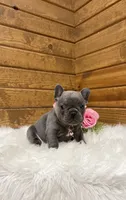 Darcy, a female French Bulldog for sale in Sugarcreek, OH – Photo 2 of 4