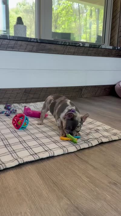 Janie, a female French Bulldog for sale in Sugarcreek, OH – 7 of 7