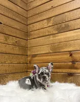 Bailey, a female French Bulldog for sale in Sugarcreek, OH – Photo 4 of 4