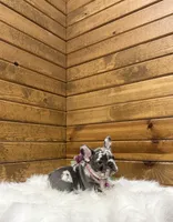 Bailey, a female French Bulldog for sale in Sugarcreek, OH – Photo 3 of 4