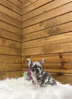 Bailey, a female French Bulldog for sale in Sugarcreek, OH – Photo 2 of 4