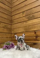 Bailey, a female French Bulldog for sale in Sugarcreek, OH – Photo 1 of 4