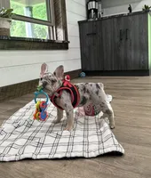 Leo, a male French Bulldog for sale in Sugarcreek, OH – 3 of 7