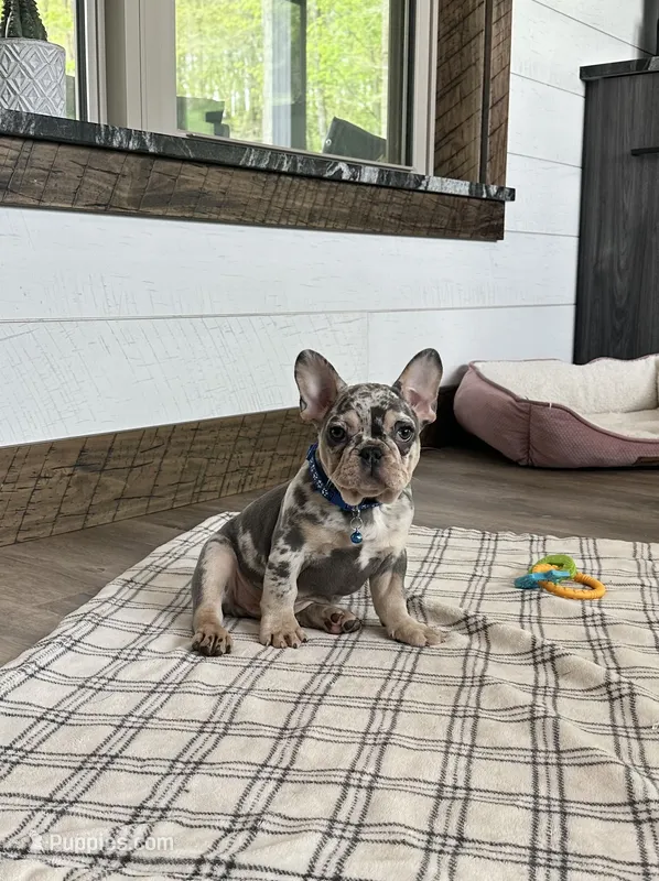 Aspen – French Bulldog puppy for sale in Sugarcreek, OH