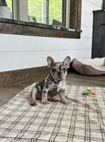 Aspen, a male French Bulldog for sale in Sugarcreek, OH – 1 of 6