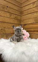 Violet , a female French Bulldog for sale in Sugarcreek, OH – 2 of 4
