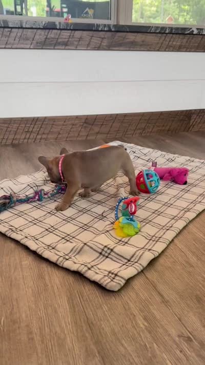 Molly, a female French Bulldog for sale in Sugarcreek, OH – 7 of 7