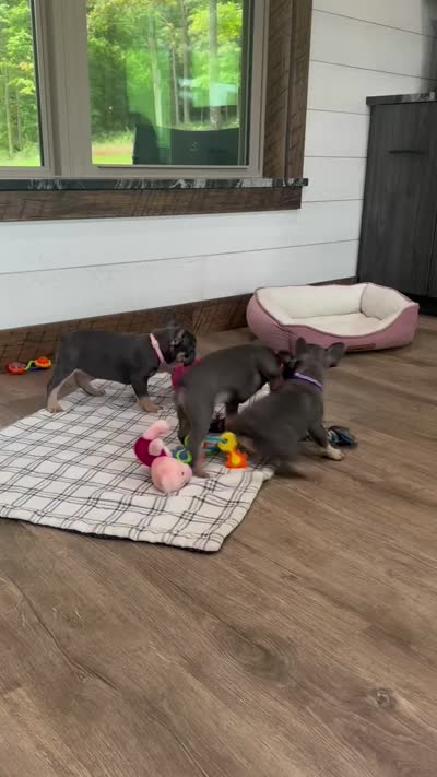 Maple, a female French Bulldog for sale in Sugarcreek, OH – 4 of 5