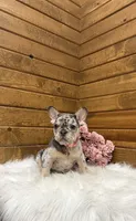 Velvet, a female French Bulldog for sale in Sugarcreek, OH – 4 of 4