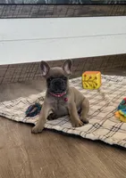 Molly, a female French Bulldog for sale in Sugarcreek, OH – 6 of 7