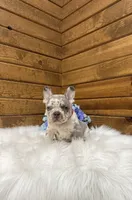 Kowen , a male French Bulldog for sale in Sugarcreek, OH – 3 of 5