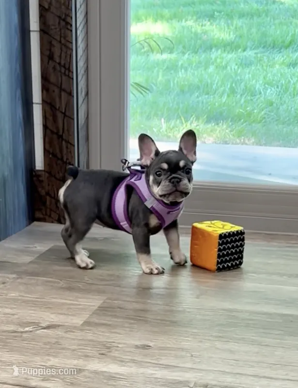 Ember – French Bulldog puppy for sale in Sugarcreek, OH