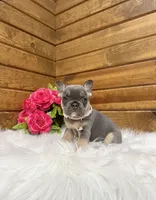Molli, a female French Bulldog for sale in Sugarcreek, OH – 2 of 4