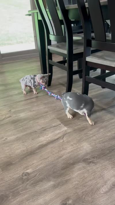 Sophie, a female French Bulldog for sale in Sugarcreek, OH – 5 of 5