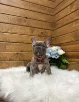 Ryder, a male French Bulldog for sale in Sugarcreek, OH – 2 of 4