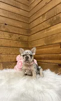 Sophie, a female French Bulldog for sale in Sugarcreek, OH – 3 of 5
