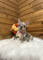 Remy, a female French Bulldog for sale in Sugarcreek, OH – 4 of 5