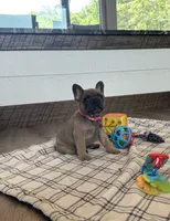 Molly, a female French Bulldog for sale in Sugarcreek, OH – 4 of 7