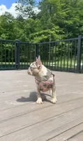 Janie, a female French Bulldog for sale in Sugarcreek, OH – 2 of 6