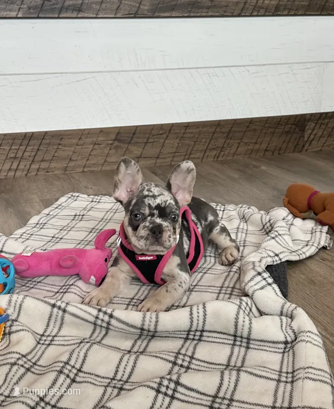 lily – French Bulldog puppy for sale in Sugarcreek, OH