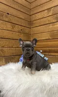 Grayson, a male French Bulldog for sale in Sugarcreek, OH – Photo 2 of 3