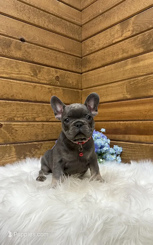 Grayson – French Bulldog puppy for sale in Sugarcreek, OH