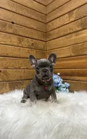 Grayson, a male French Bulldog for sale in Sugarcreek, OH – Photo 1 of 3