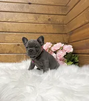 Nicole, a female French Bulldog for sale in Sugarcreek, OH – 3 of 5