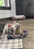 Leo, a male French Bulldog for sale in Sugarcreek, OH – 1 of 7