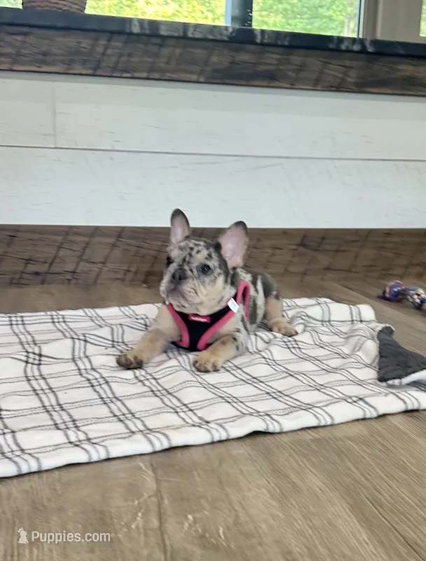 Velvet – French Bulldog puppy for sale in Sugarcreek, OH