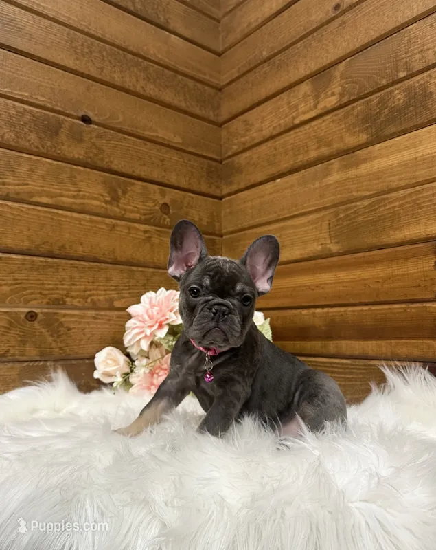 Ginger – French Bulldog puppy for sale in Sugarcreek, OH