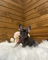 Ginger, a female French Bulldog for sale in Sugarcreek, OH – 1 of 3
