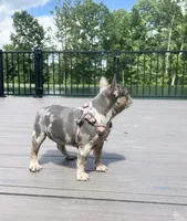 Janie, a female French Bulldog for sale in Sugarcreek, OH – 4 of 6